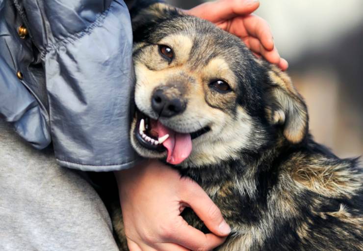 il cane si appoggia su di te