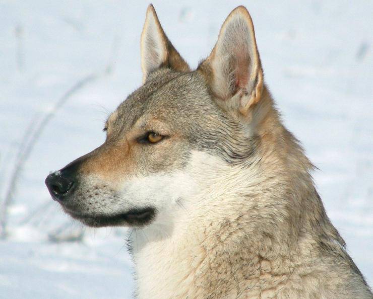cane lupo cecoslovacco