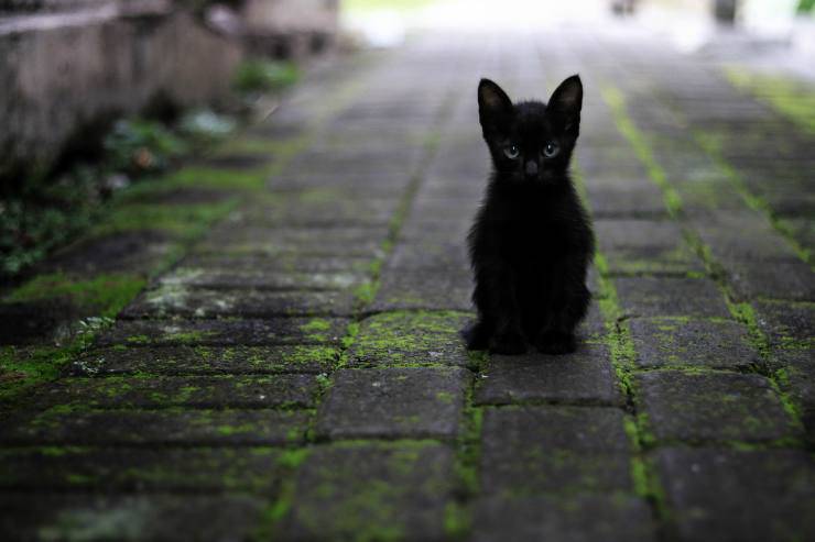 La tenerezza del gattino (Foto Pixabay)