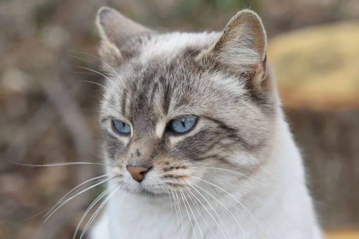 problemi orecchie gatto