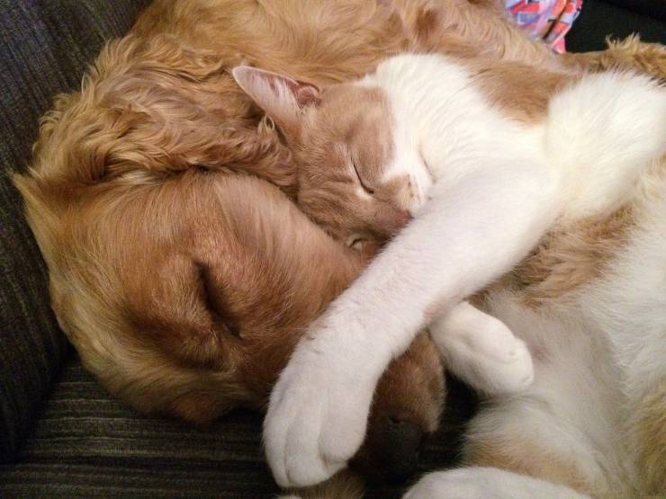 Amicizia cane e gatto