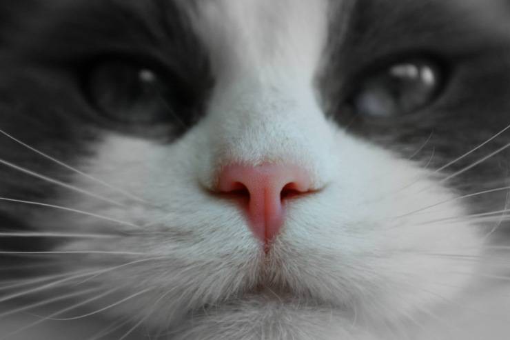 Pedigree del gatto