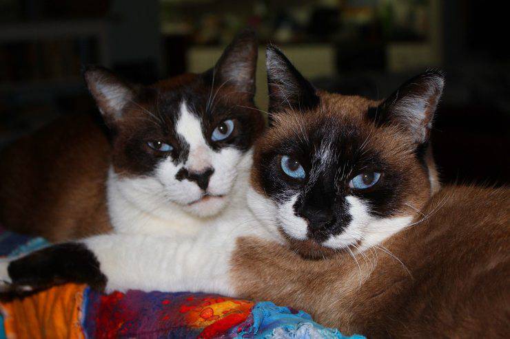 Pedigree del gatto