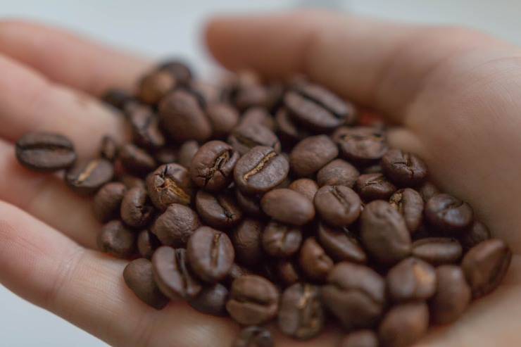 caffè zibetto feci