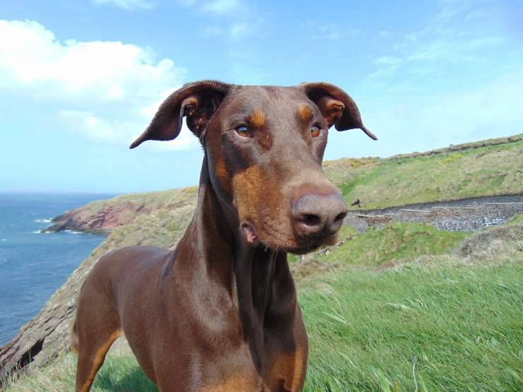 Tagliare le orecchie al cane