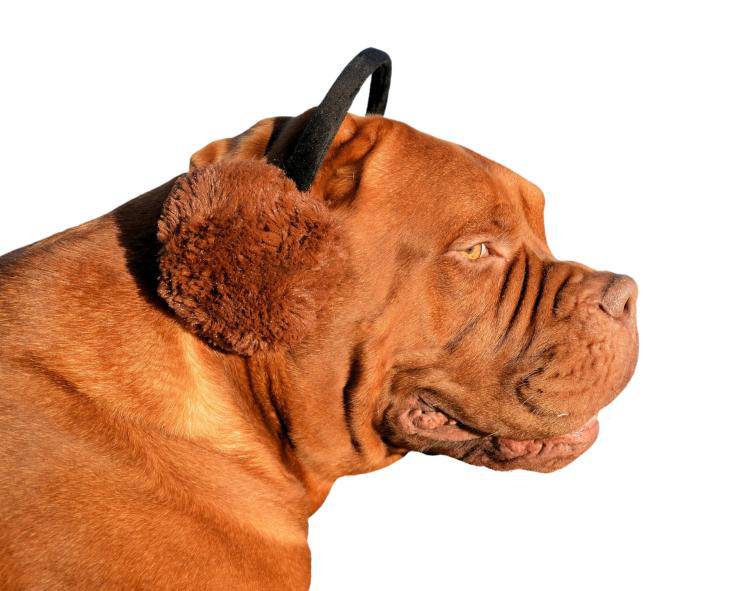 Cane 