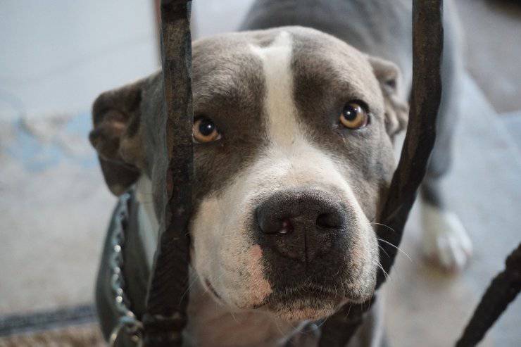 Microchip al cane