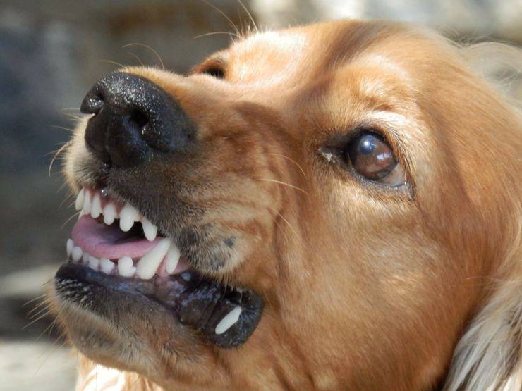 Il cane ha preso la scossa