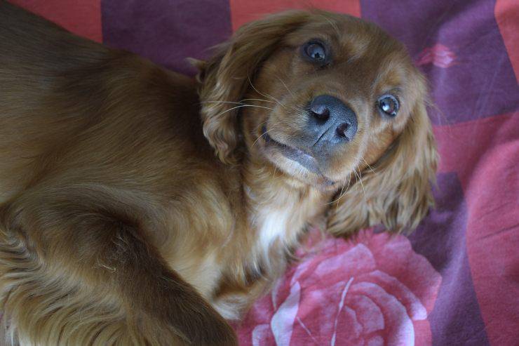 Il cane ha preso la scossa