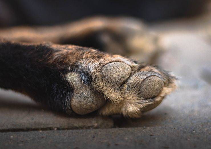 Unghia rotta del cane