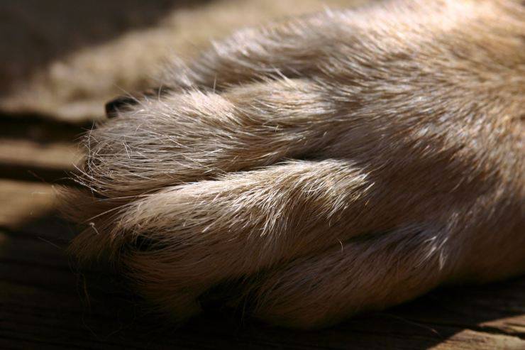 Unghia rotta del cane