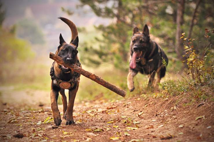 far socializzare il cane è importante