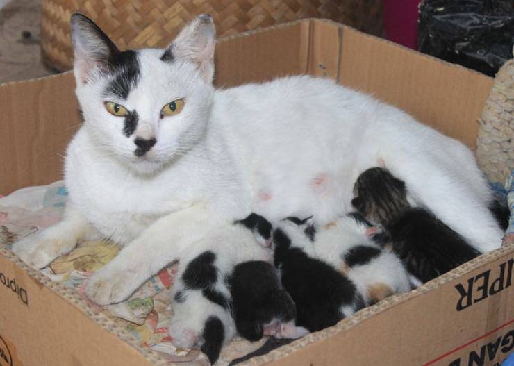 gatta e gattini