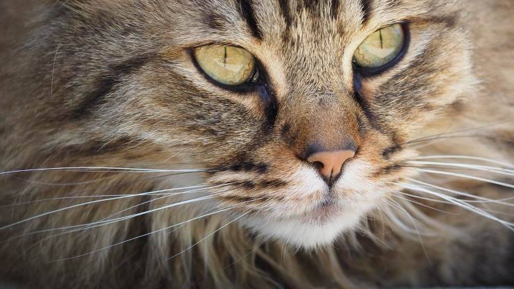 gatto linguaggio miao