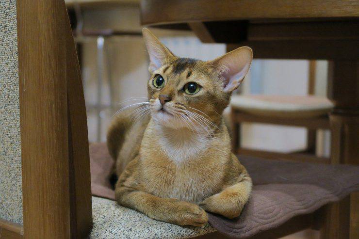 gatto