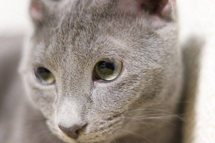 gatto