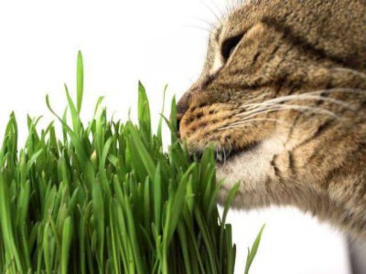 gatto erba gatta