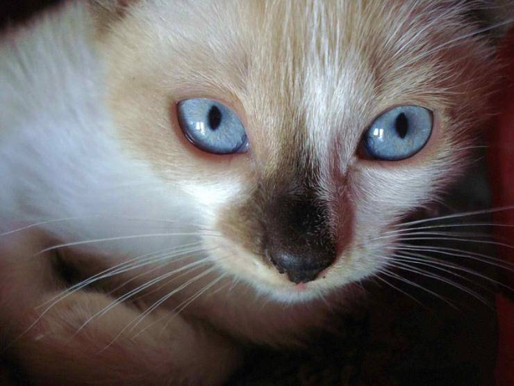 gatto fissa