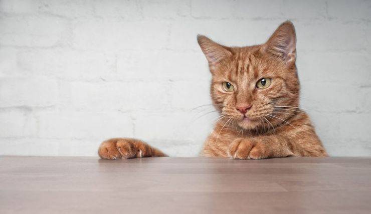 Come evitare che un gatto graffi i mobili
