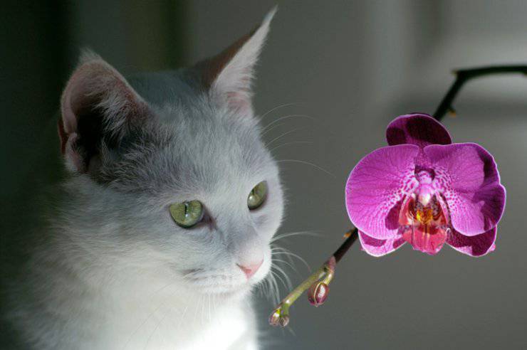 gatto orchidea