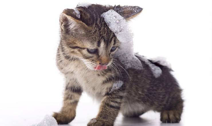 gatto schiuma