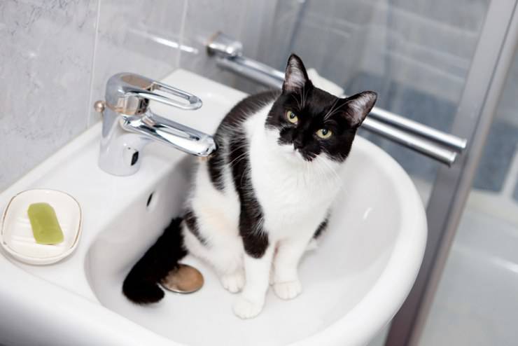 gatto sapone