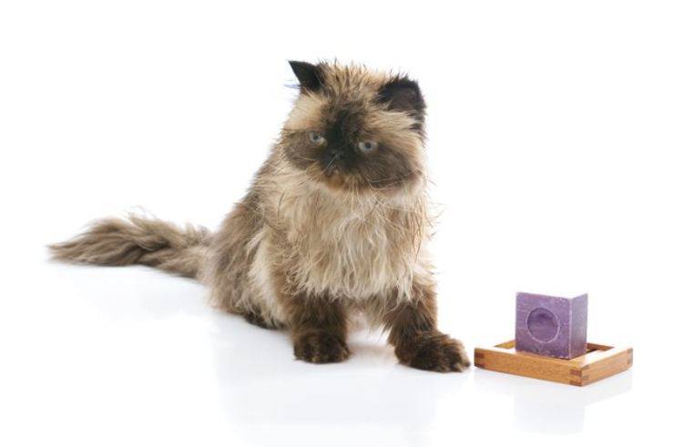 il gatto ha mangiato il sapone