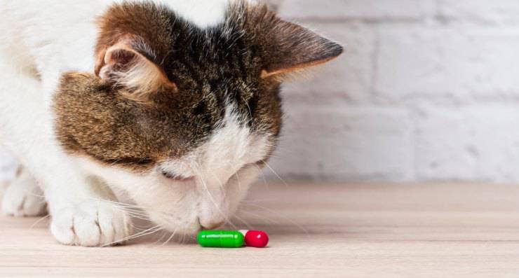 cura gatto medicine