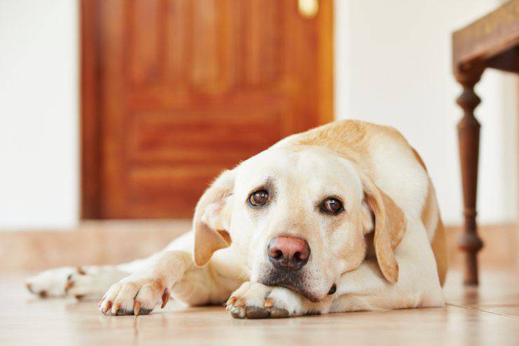 cane ansioso rimedi