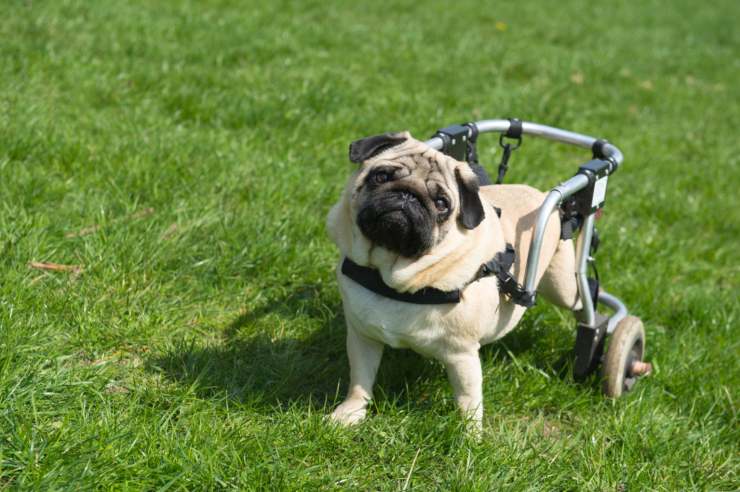 Cane paralizzato con carrellino cane paralizzato