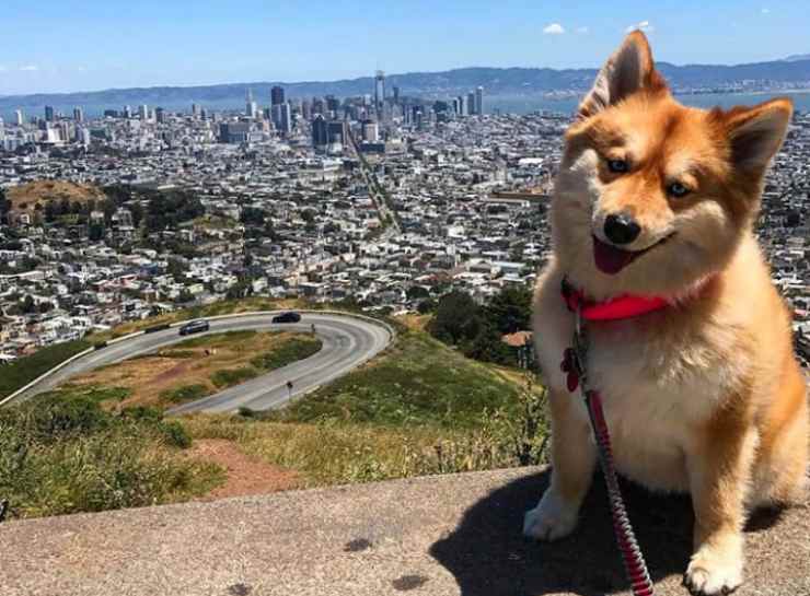 La cagnolina ammira il panorama (Foto Instagram)