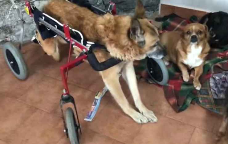 Lazzaro con il carrellino (Foto video facebook)