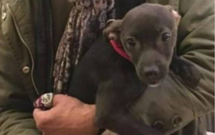 Uno dei cuccioli messi in salvo Facebook