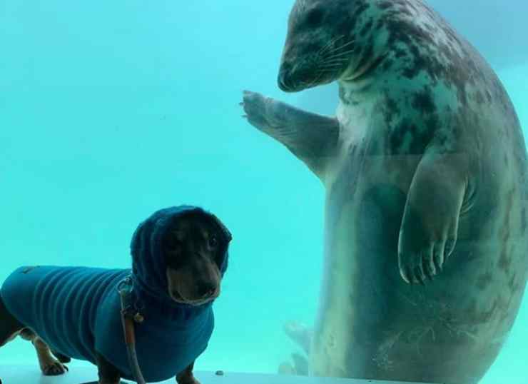 La foca saluta il suo amico (Foto Instagram)