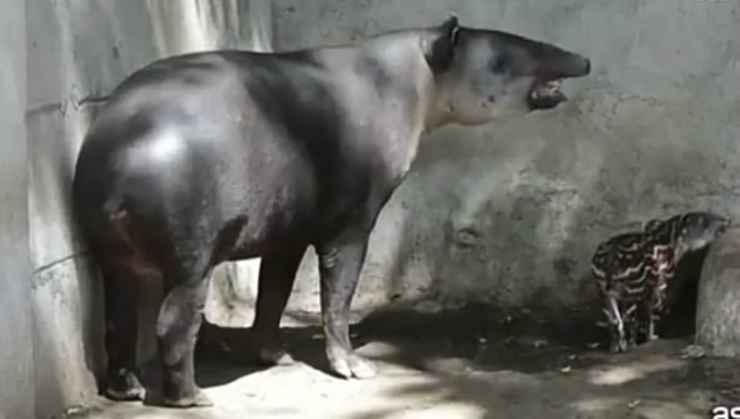 La cucciola e la mamma (Foto video)