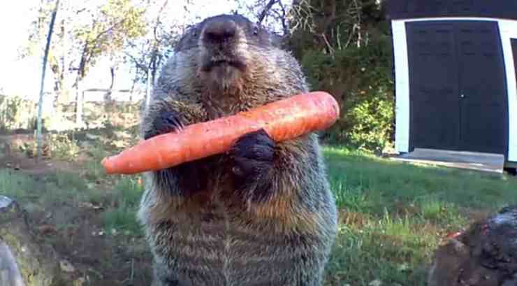 La marmotta dispettosa (Foto video)