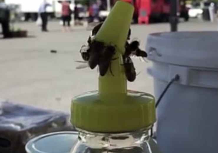 Le api intente ad aprire il tappo (Foto video)