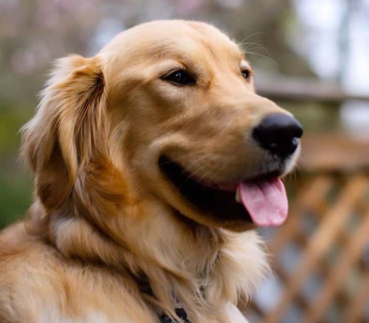 Il fotogenico Golden Retriever (Foto Instagram)
