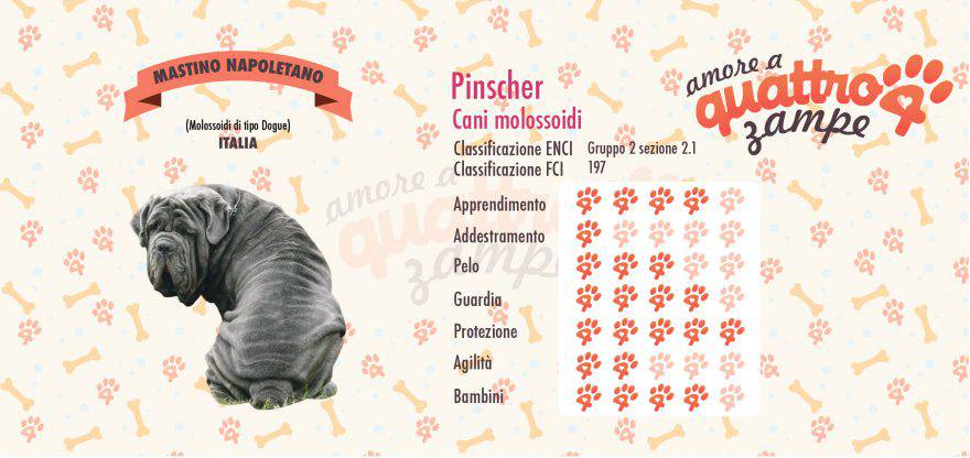 mastino napoletano scheda razza