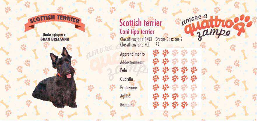 Scottish terrier scheda razza
