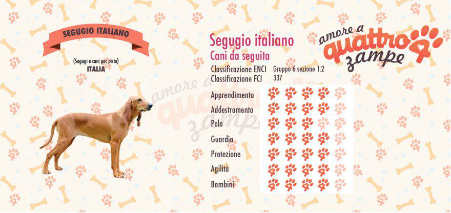Segugio italiano scheda razza
