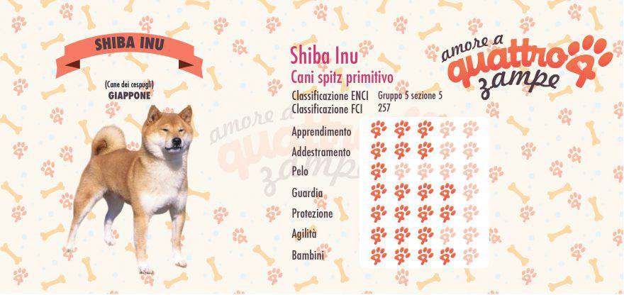 Shiba Inu scheda razza