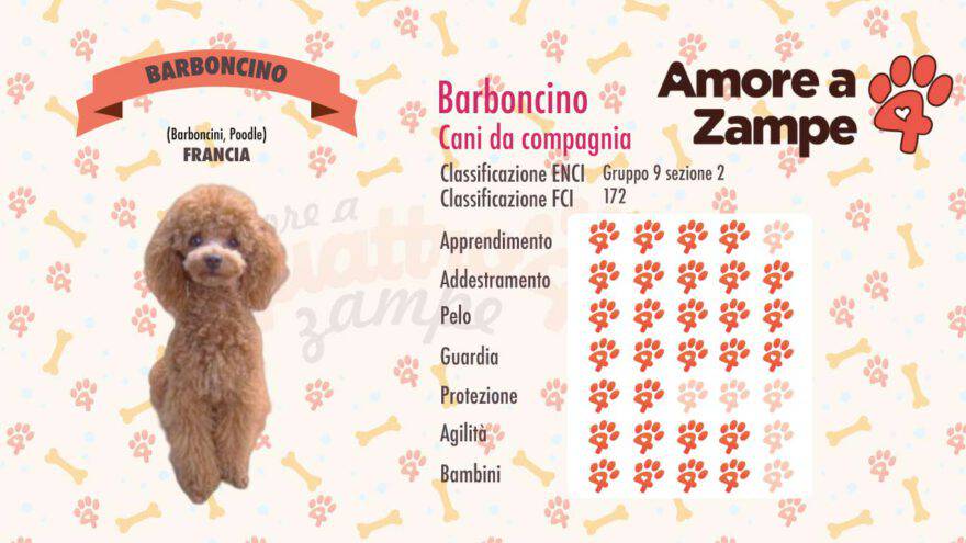 infografica cane barboncino new