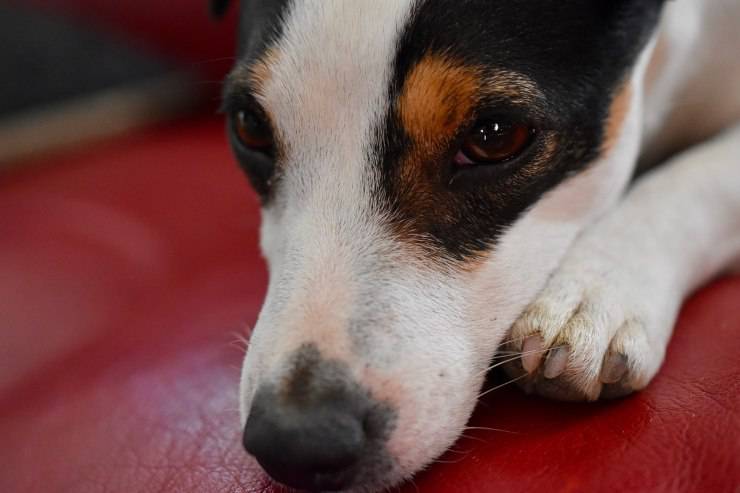cane