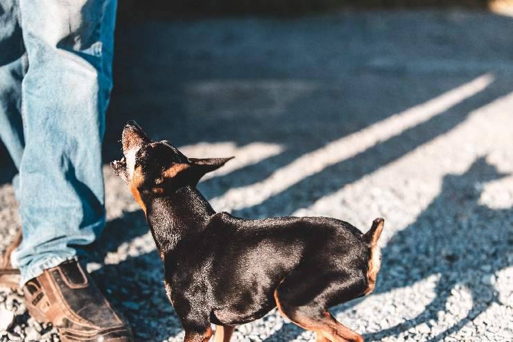 Routine giornaliera del cane