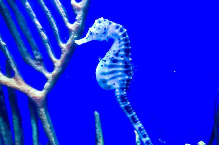 Animali in dolce attesa