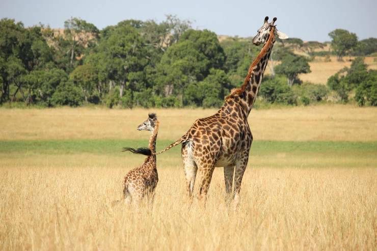 cuccioli di giraffa