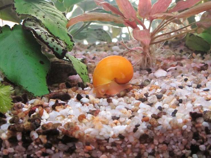 lumaca acquario