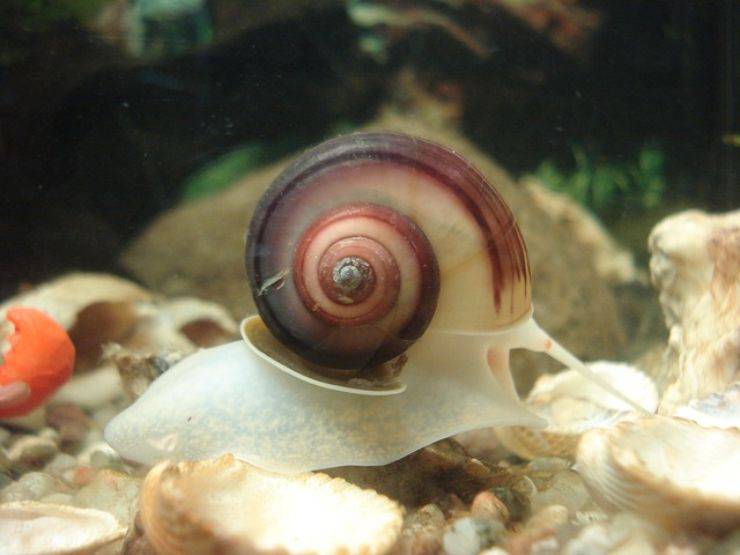 lumache nell acquario