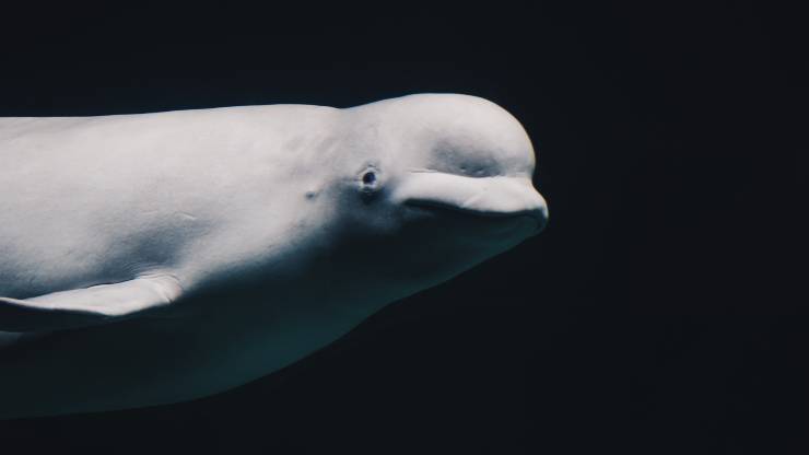 beluga